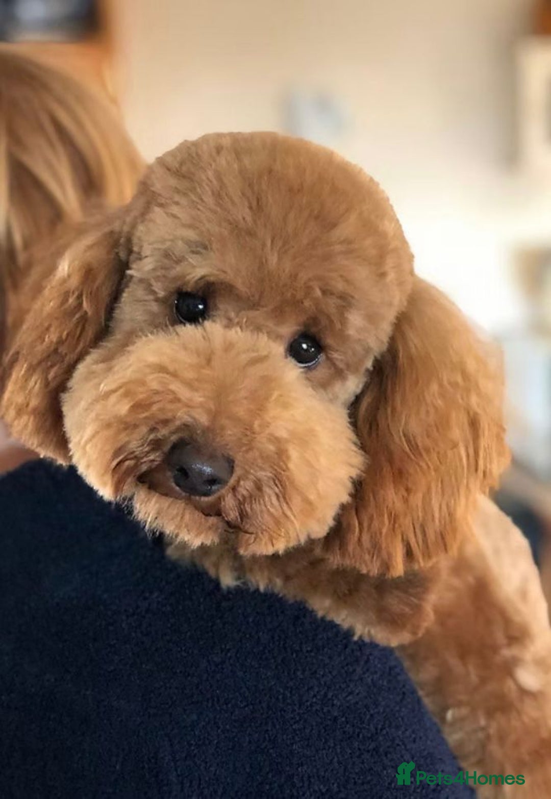 Cockapoo dogs for sale: Extensively health tested F1b Faux red cockapoo - Image 10