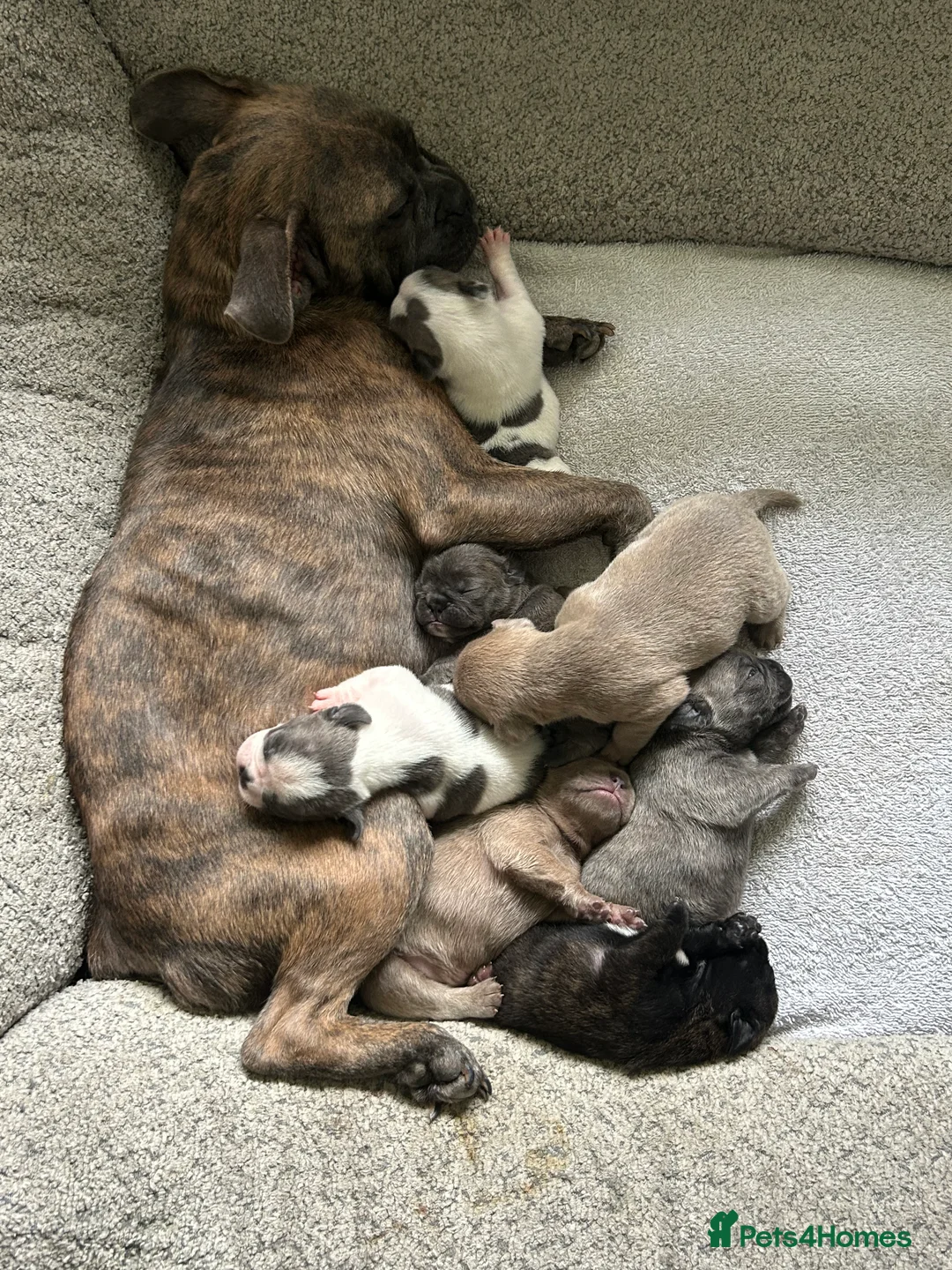 Mixed Breed dogs for sale: Frenchie mixed in Sevenoaks - Advert 2