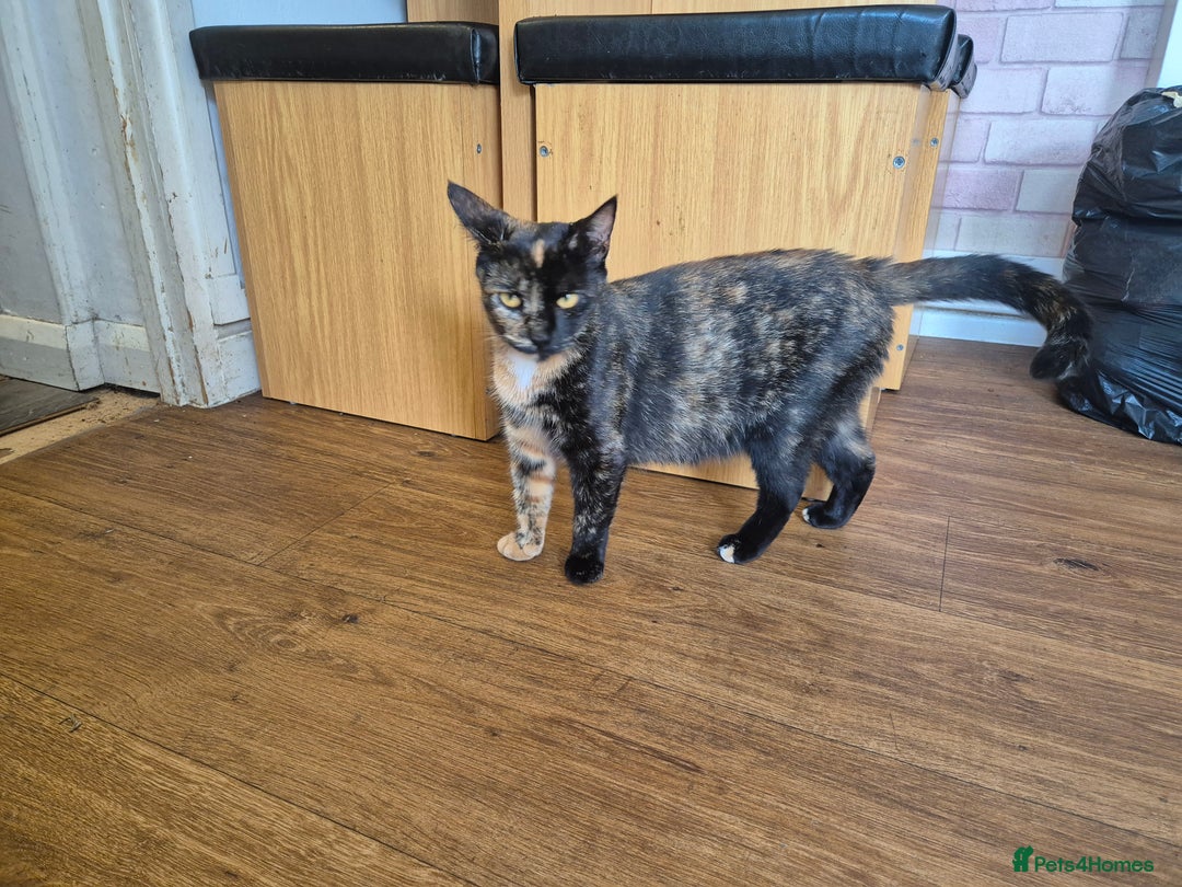 Domestic Shorthair cats for sale: 5 kittens - Image 2