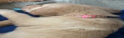 Golden Retriever dogs for sale: Golden retriever puppies (7)  in Barton-upon-Humber - Advert 11