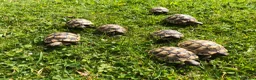 Tortoise reptiles for sale: Baby Spur Thigh Tortoises  - Advert 5