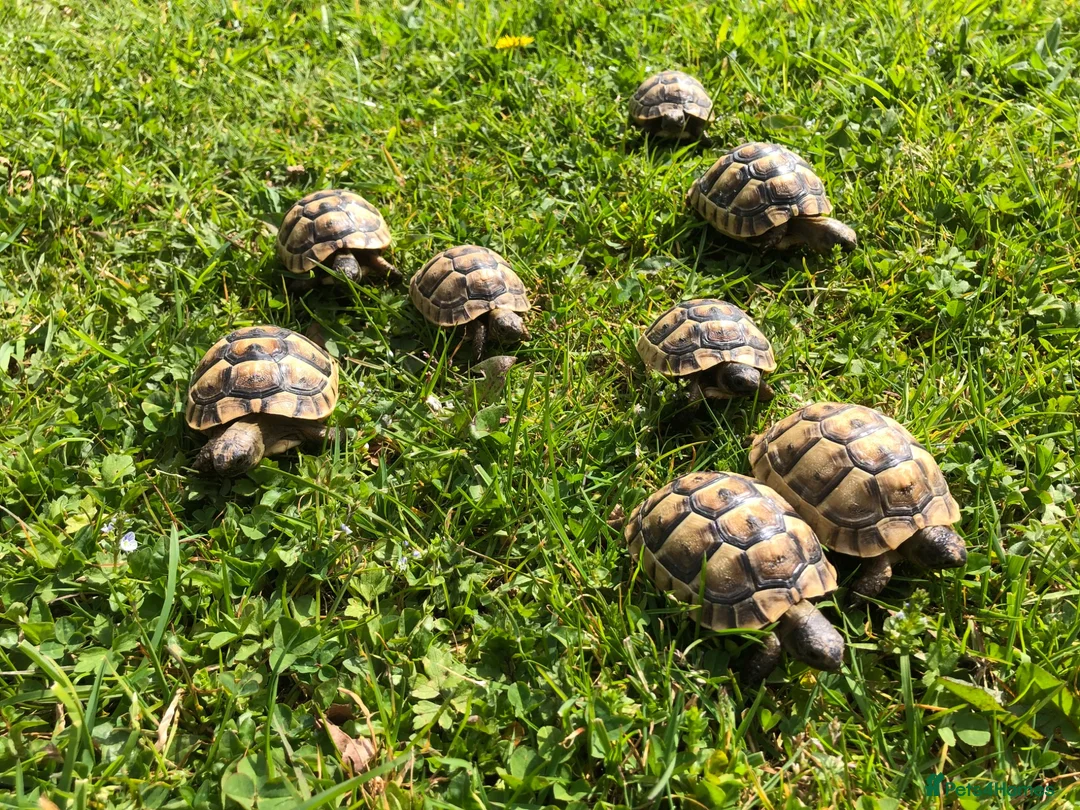 Tortoise reptiles for sale: Baby Spur Thigh Tortoises  - Advert 5
