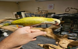 Budgerigars birds for sale: Beautiful Lime Green Quaker for sale!!! - Image 1