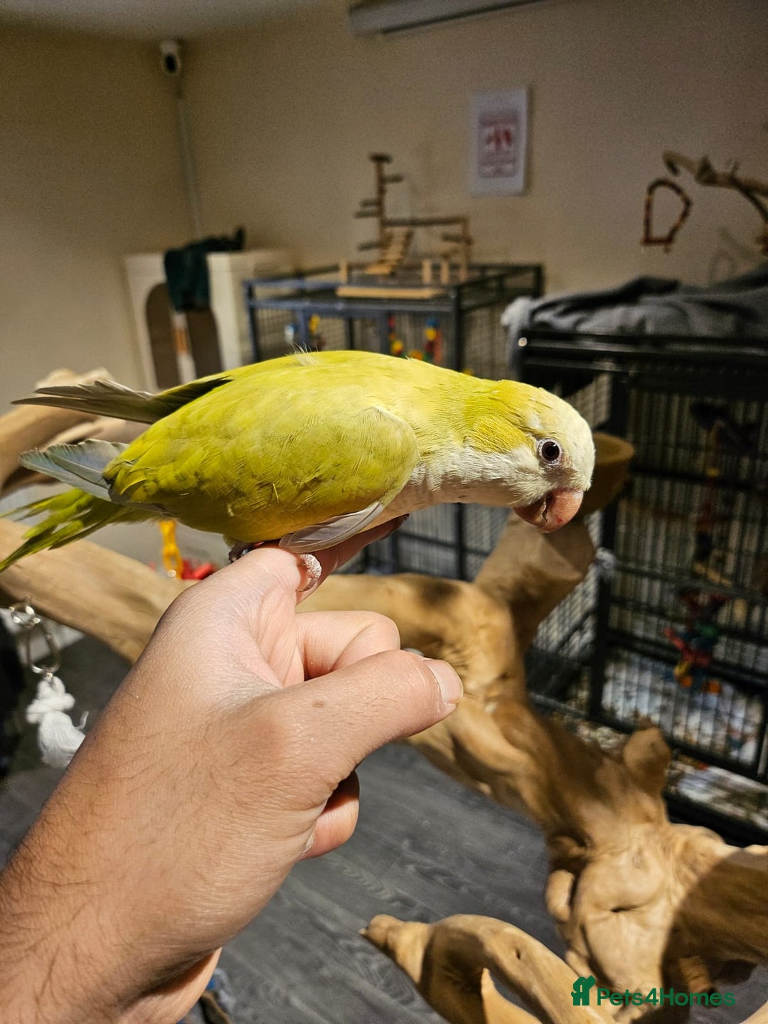 Budgerigars birds for sale: Beautiful Lime Green Quaker for sale!!! - Image 1