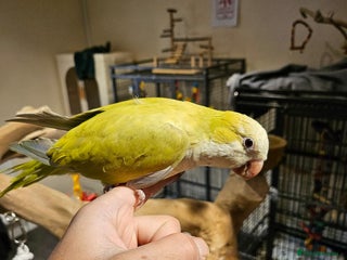 Budgerigars birds - Advert 14