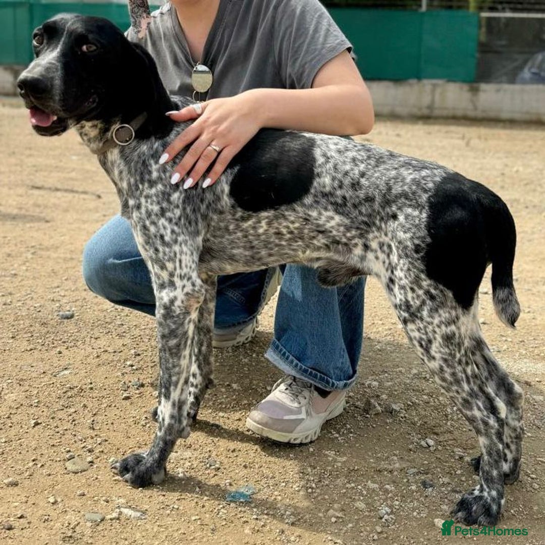 Mixed Breed dogs for adoption: Bracken (German Pointer mix) - Advert 14