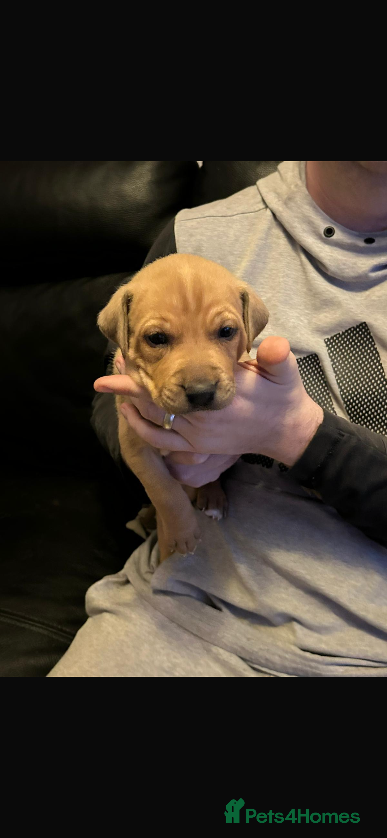 Mixed Breed dogs Puppies ready in 4 to 5 weeks  - Advert 1