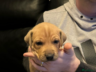 Mixed Breed dogs Puppies ready in 4 to 5 weeks - Advert 1