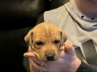 Mixed Breed dogs All pups now SOLD !! - Advert 20