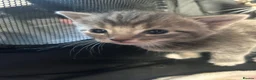 Mixed Breed cats for sale: 1 female grey kitten - Advert 9