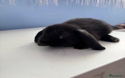 Mini Lop rabbits for sale: 3 pure Mini Lop left  - Image 11