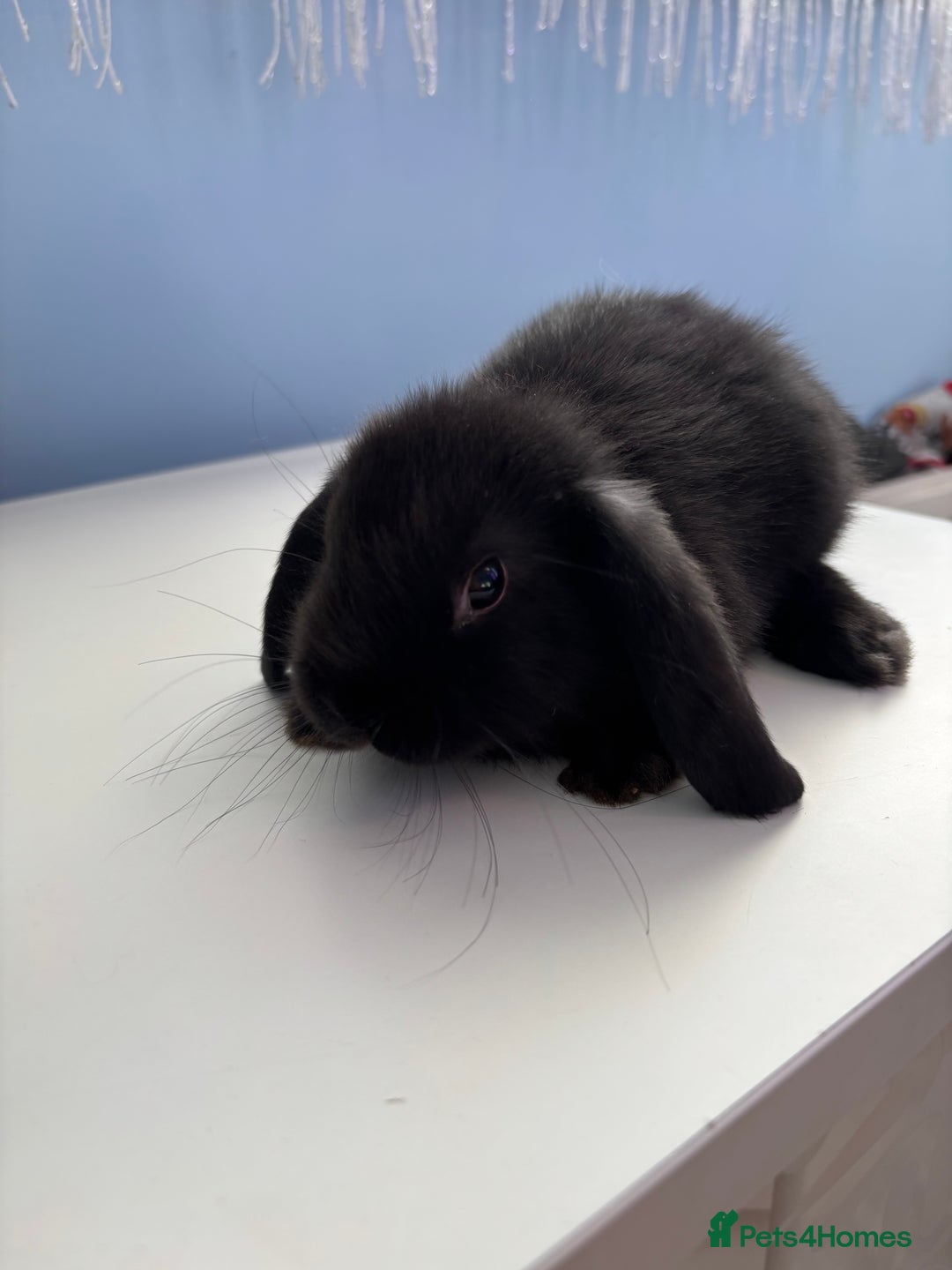 Mini Lop rabbits for sale: 3 pure Mini Lop left  - Image 11