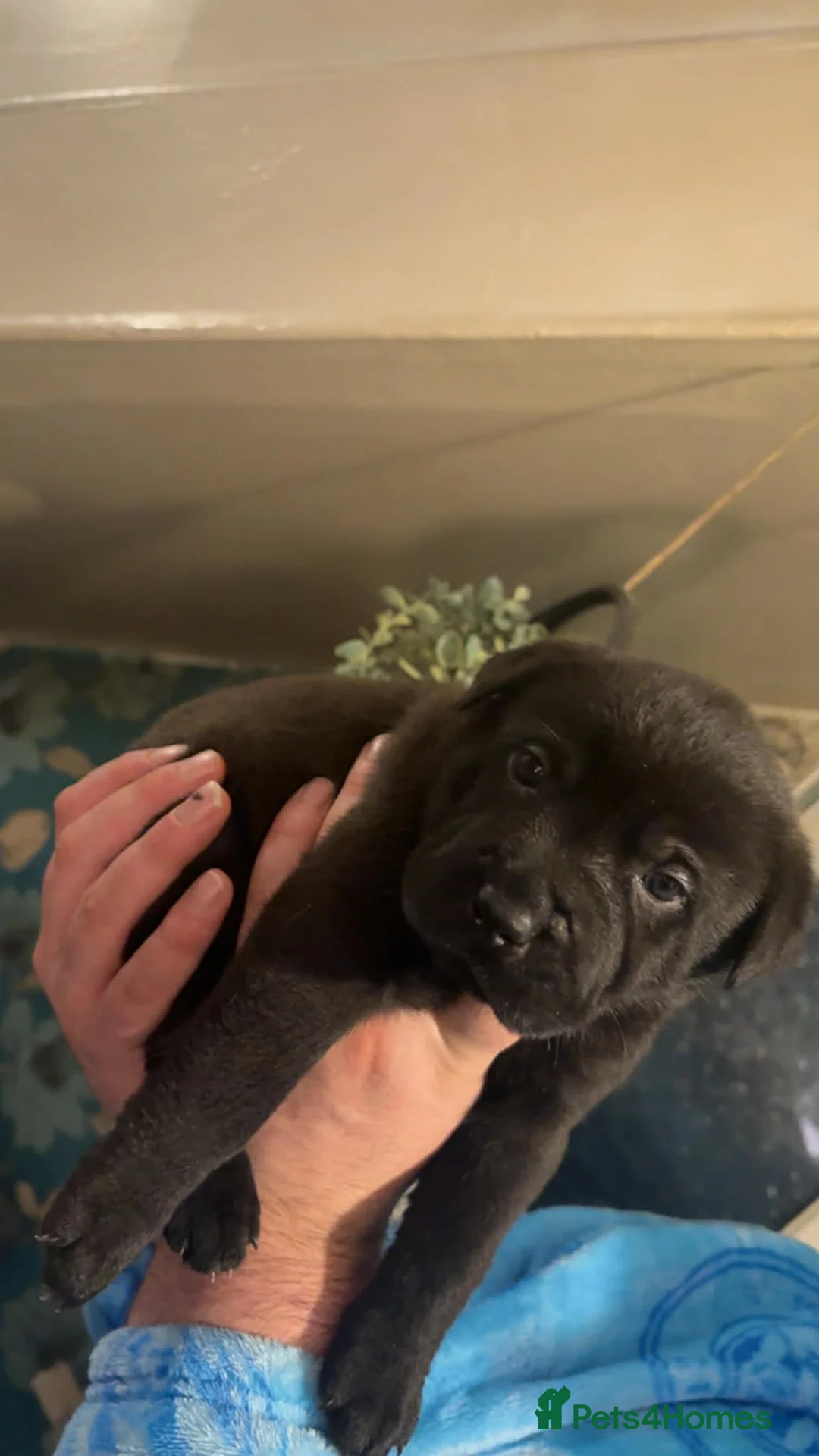 Mixed Breed dogs for sale: 11 chunky rottpei puppys  - Advert 18