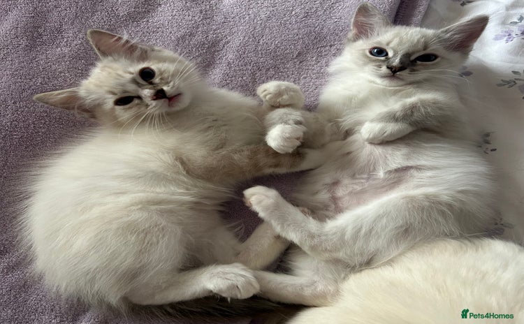 Ragdoll cats - Advert 4