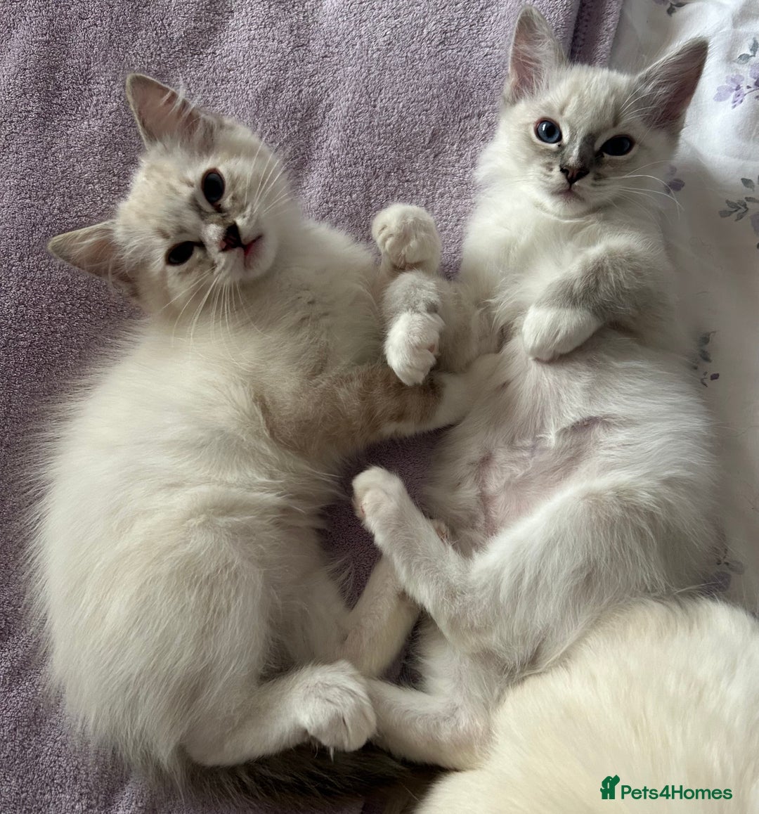 Ragdoll cats for sale: 😻 2 HANDSOME 11 WEEK OLD MALE RAGDOLL KITTENS 😻 - Image 5