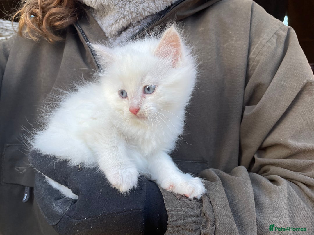 Mixed Breed cats for sale: 2 lovely kittens for sale  - Image 4