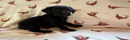 Labrador Retriever dogs for sale: KC LABRADOR RETRIEVER PUPPIES - Advert 3