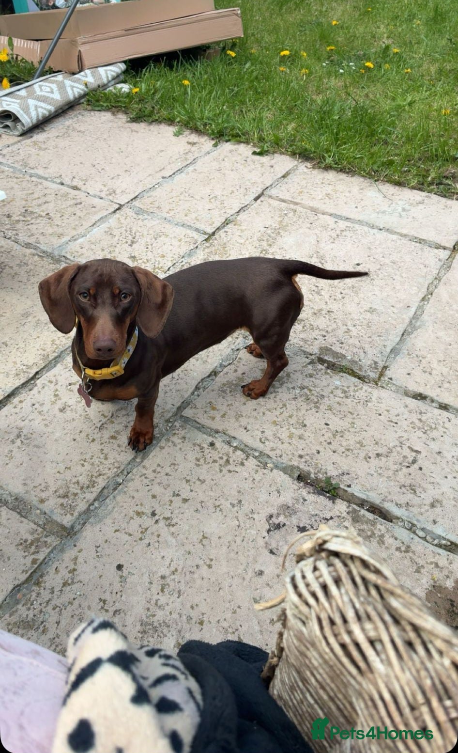 Miniature Dachshund dogs Miniature dachshund  - Advert 1