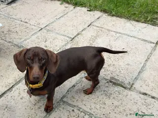 Miniature Dachshund dogs Miniature dachshund - Advert 1