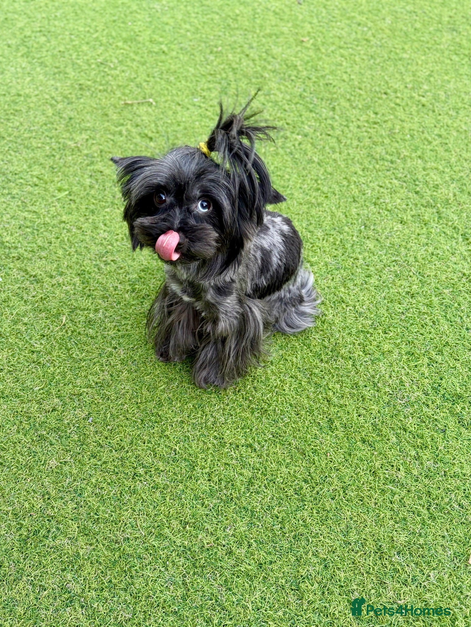 Yorkshire Terrier dogs Yorkshire terrier puppies 🩵🩷 - Advert 17