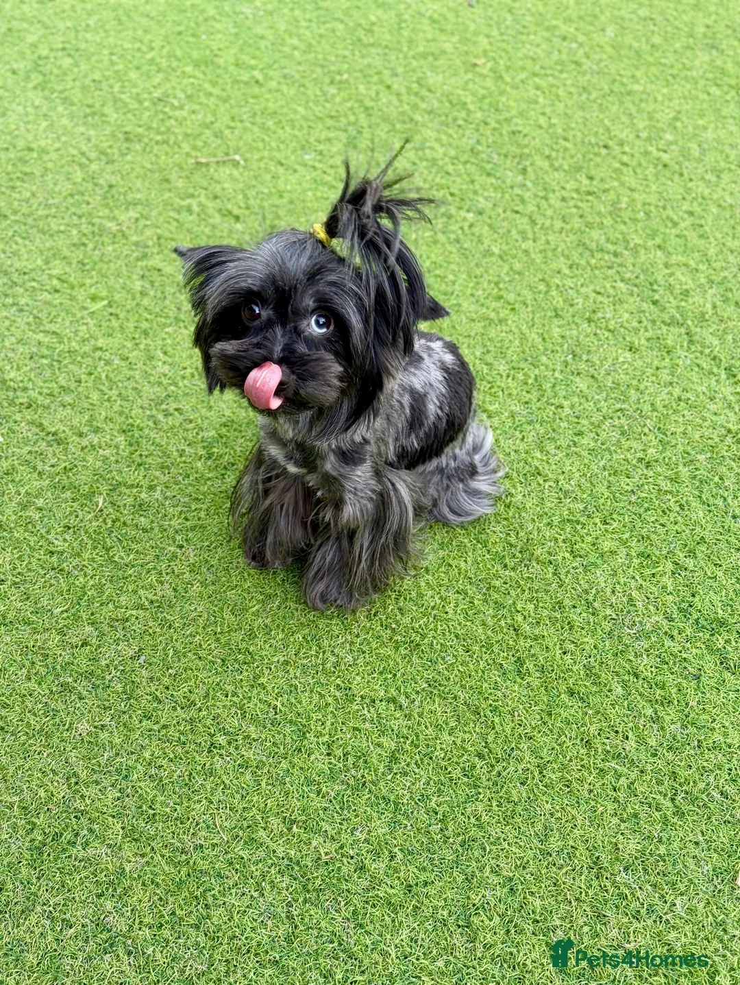 Yorkshire Terrier dogs for sale: Yorkshire terrier puppies 🩵🩷 - Advert 1