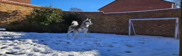 Alaskan Malamute dogs for sale: Luna, Malamute, Age 3, Pedigree & KC Registered - Advert 3
