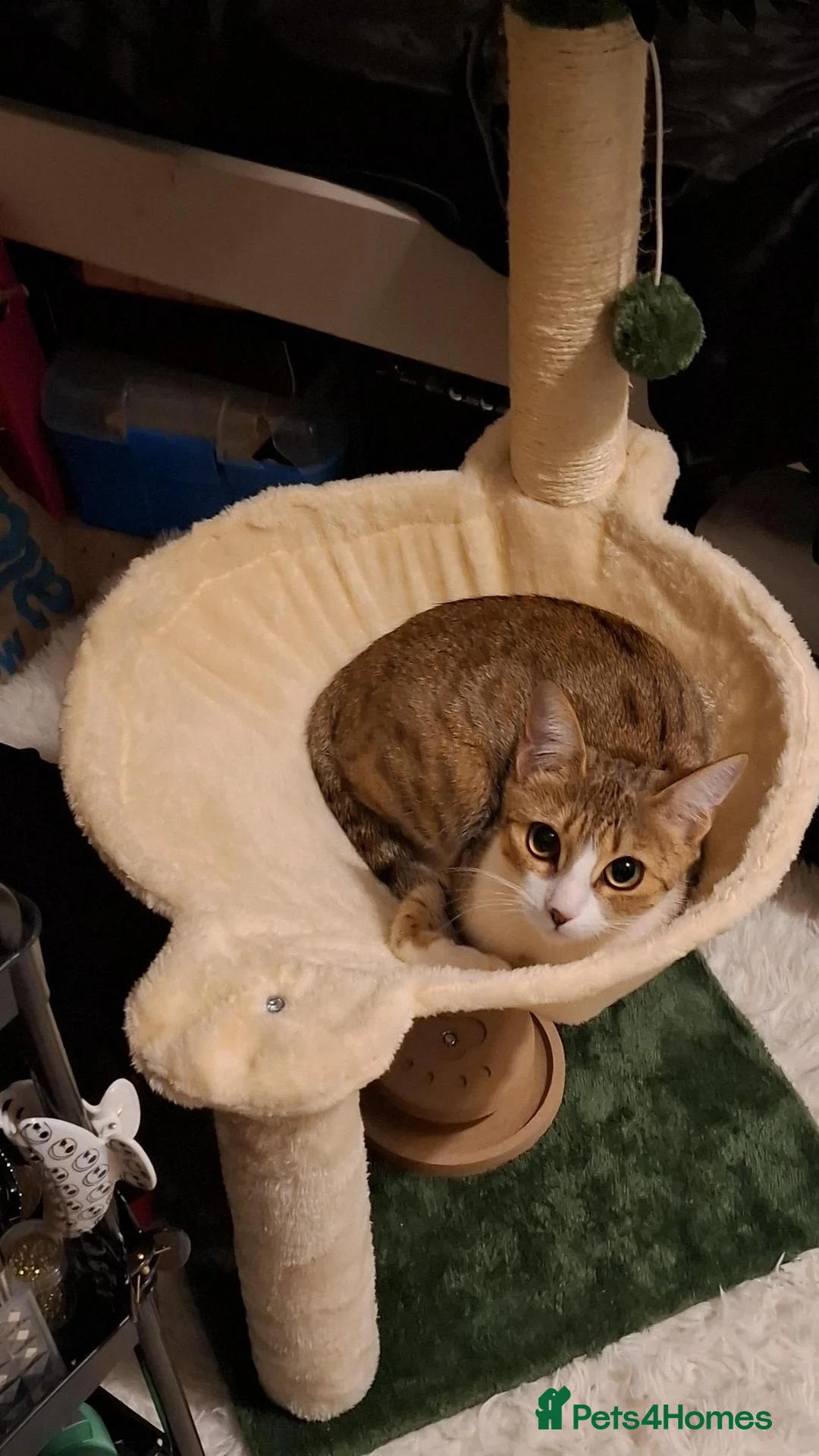Mixed Breed cats for stud: Bengal cat - Advert 3
