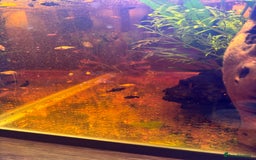 Mollies fish for sale: Mollies/Tetras/Mixed Snails - Image 2