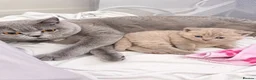 British Shorthair cats for sale: TICA Registered Lilac BSH Kitten – Champion Dad - Advert 9