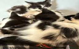 British Longhair cats for sale: Fluffy beautiful kitties  - Image 3