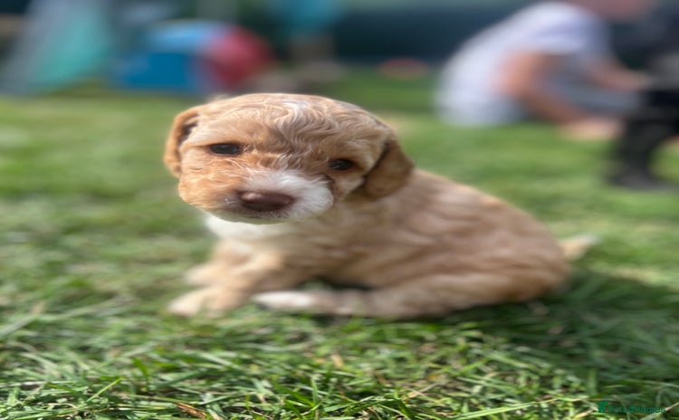 Cockapoo dogs - Advert 1