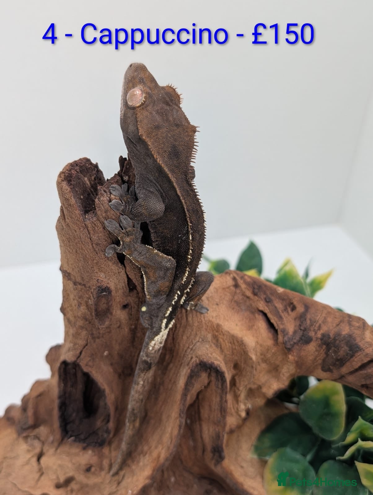 Gecko reptiles Adult Crested Geckos - Advert 11