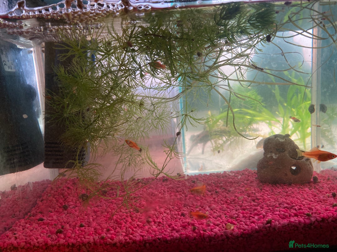 Swordtails fish for sale: Swordtails Fish - from a double tail  - Advert 1