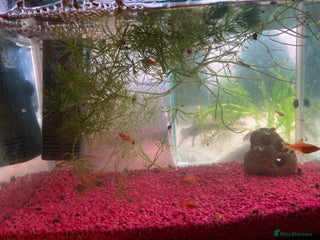 Swordtails fish Swordtails Fish - from a double tail - Advert 3