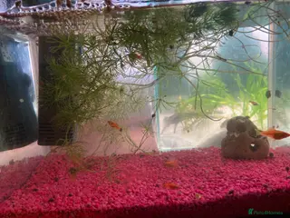 Swordtails fish Swordtails Fish - from a double tail - Advert 2