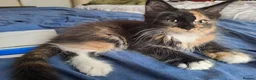 Maine Coon cats for sale: Pedigree Maine Coon kittens in Millom - Advert 6