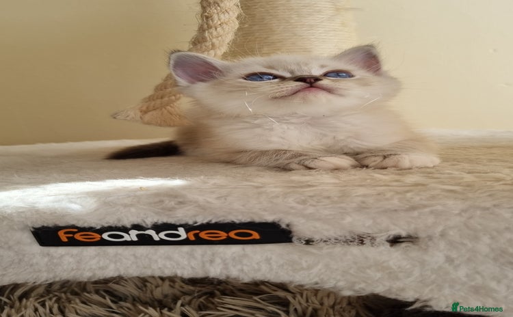 Ragdoll cats - Advert 7