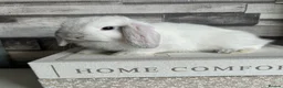 Mini Lop rabbits for sale: 🦋 Mini lop Babys 🦋 - Advert 5
