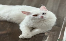 Persian cats for sale: Fluffy indoor kittens-Persian&Main Coon cross  - Image 13