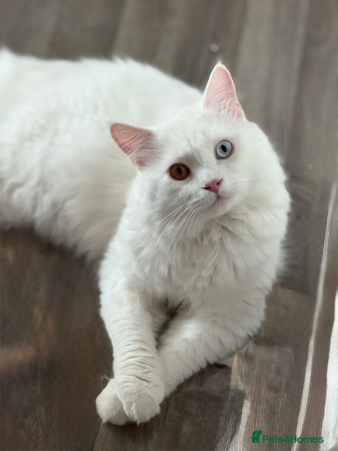 Persian cats for sale: Fluffy indoor kittens-Persian&Main Coon cross  - Image 13