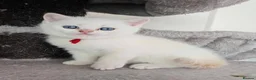 British Shorthair cats for sale: Rare BSH Colourpointed kittens - Advert 21