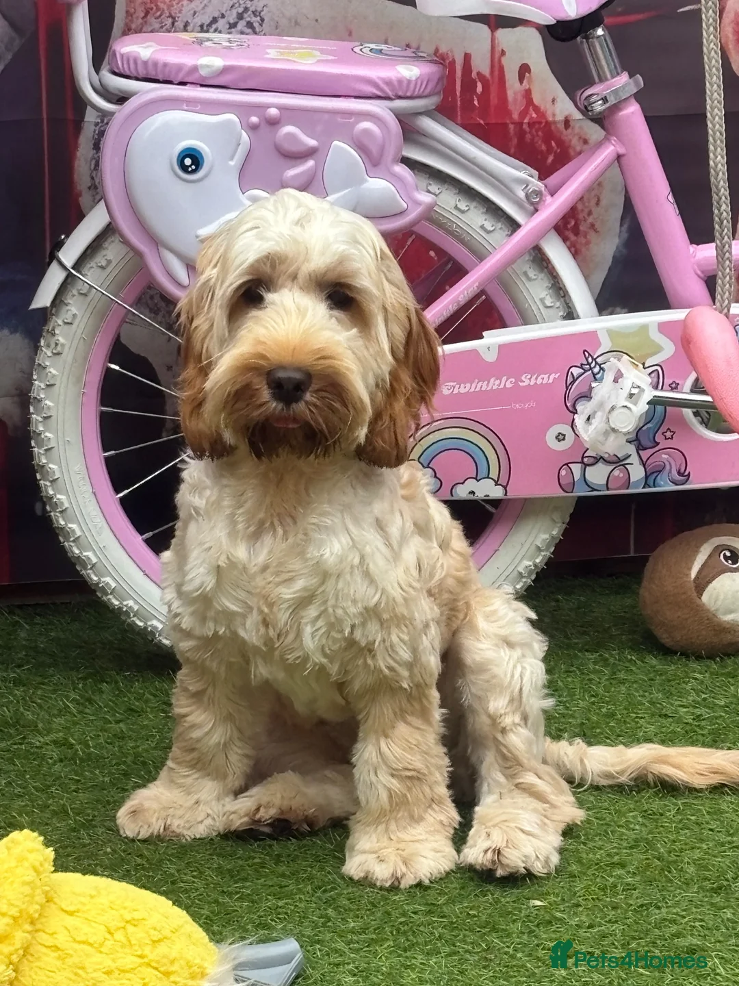 Cockapoo dogs for sale: 8 month old female cockapoo - Advert 7