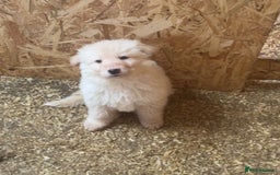 German Shepherd dogs for sale: German Shepherd puppies  - Advert 5