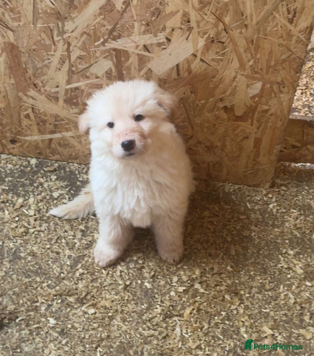 German Shepherd dogs for sale: German Shepherd puppies  - Advert 5