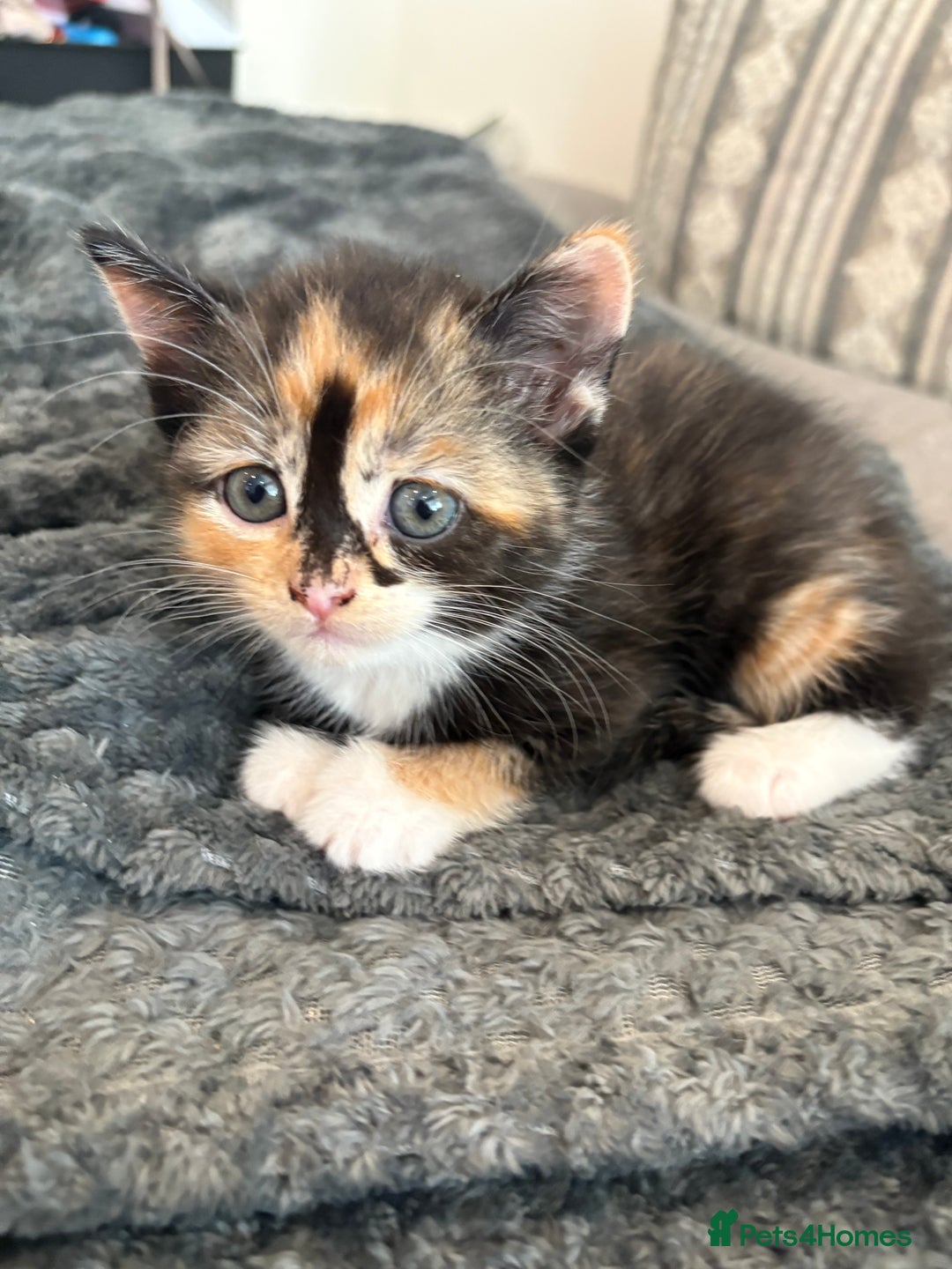 British Shorthair cats for sale: 2 half british short hair kittens left - Image 3