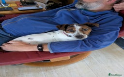 Plummer Terrier dogs for adoption: Milo Terrier  - Image 11