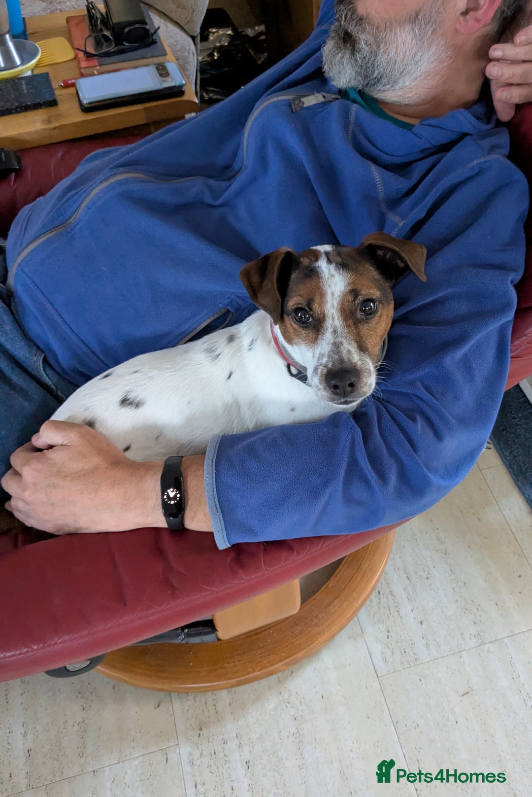 Plummer Terrier dogs for adoption: Milo Terrier  - Image 11