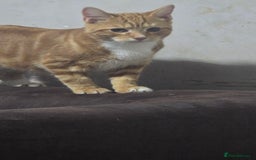Domestic Shorthair cats for sale: 6 month on kitten  - Image 3