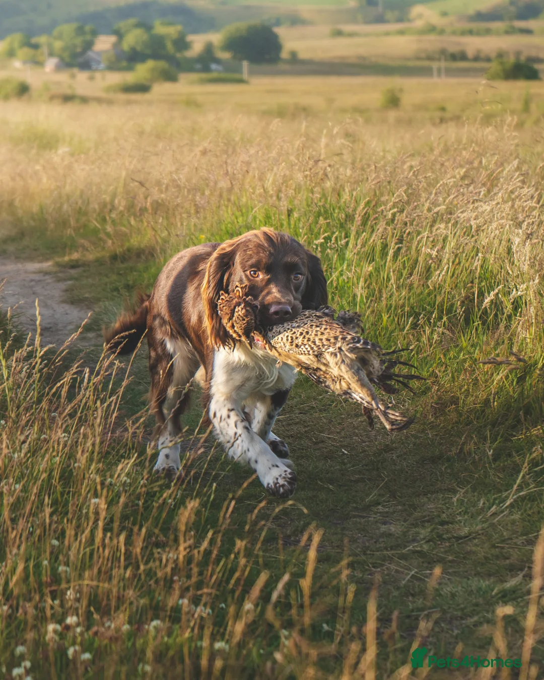 English Springer Spaniel dogs for stud: English Springer Spaniel Stud  in Derby - Advert 12