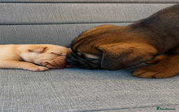 Border Terrier dogs for sale: KC Reg baby border 12 weeks FULLY Vaccinated - Image 6